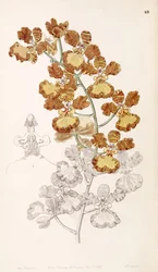 Oncidium gardneri